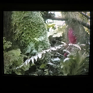 Spaziergang durch die Natur von Arne K.